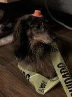 /home//u458753944/public_html/sourcegallery///contributed/Emergency Kits/katies_puppy.jpg